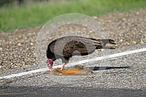 Turkey Vulture and Road Kill